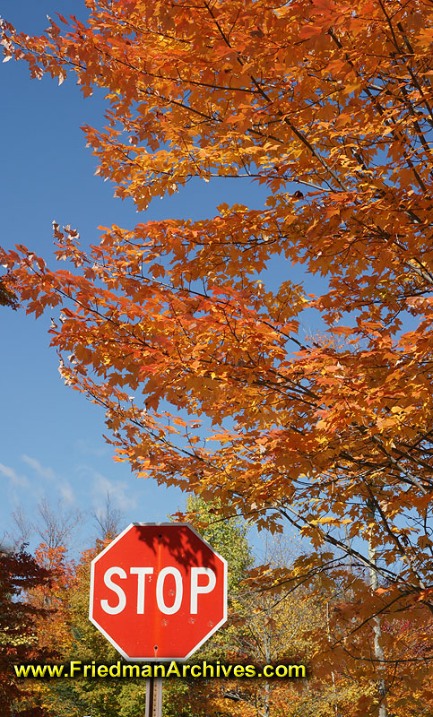 fall,leaves,color,orange,sky,blue,sky,autumn,stop sign,halt,leafs,